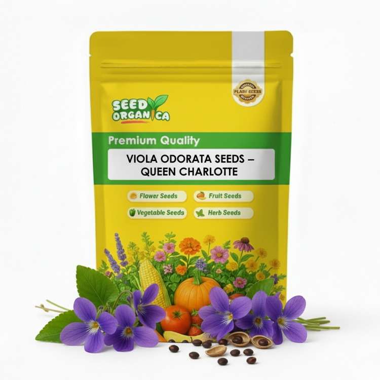 Viola Odorata Seeds – Queen Charlotte