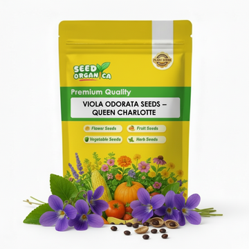 Viola Odorata Seeds – Queen Charlotte