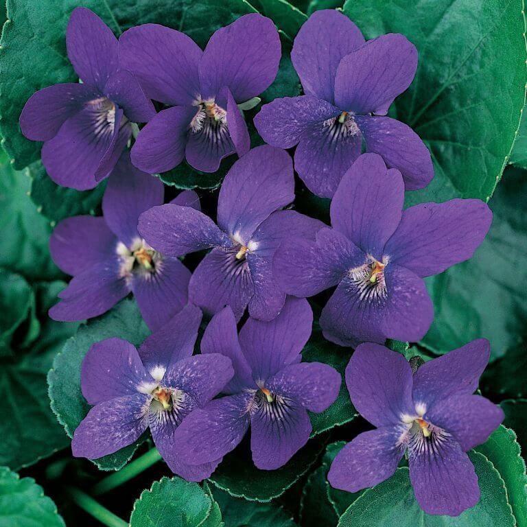 Viola Odorata Seeds for Planting