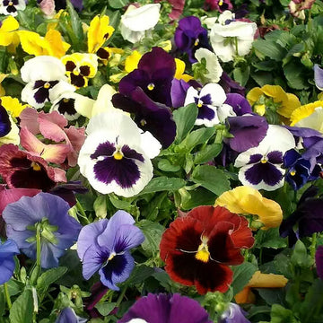 Viola Pansy Seeds
