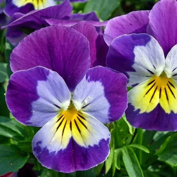 Viola Pansy Seeds
