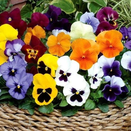 Viola Pansy Seeds