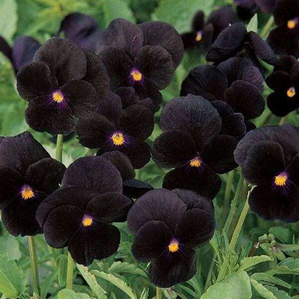 Viola Seeds – Black