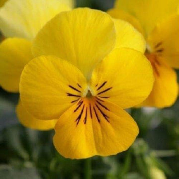 Viola Seeds – Yellow