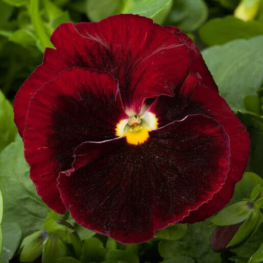 Viola Seeds – Red Blue