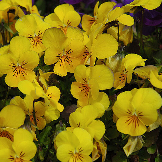 Viola Seeds – Yellow