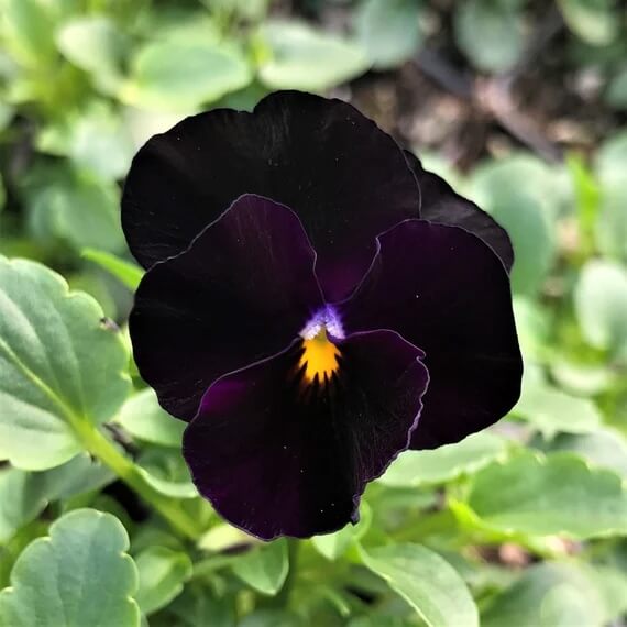 Viola Seeds – Black