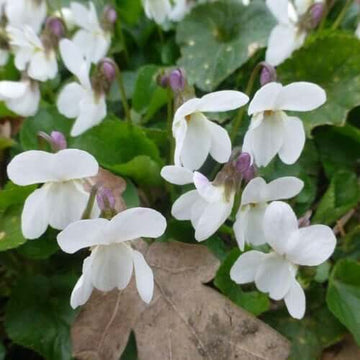 Viola Seeds – Alba Wildflower Mix, Heirloom