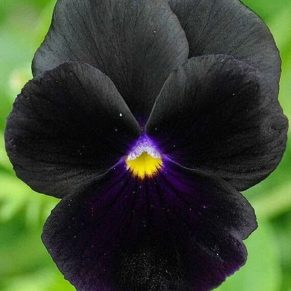 Viola Seeds – Black