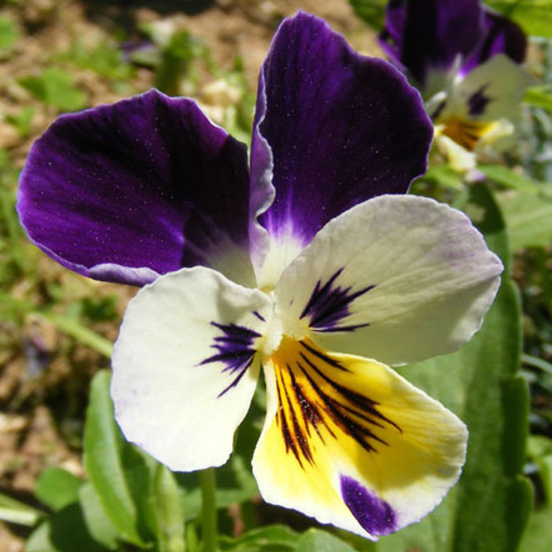 Viola Seeds – Johnny Jump Up Wildflower
