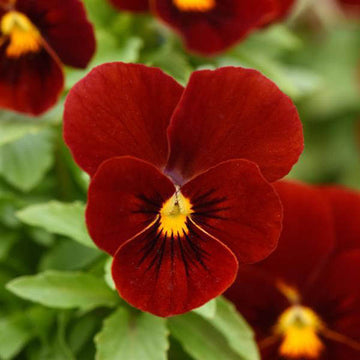 Viola Seeds – Red Blue