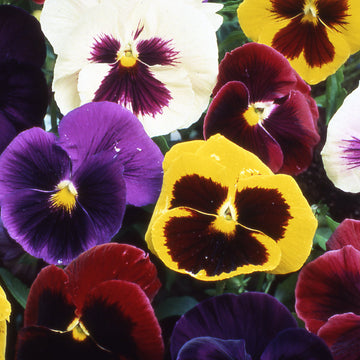 Viola Tricolor Seeds - Wild Pansy Mix