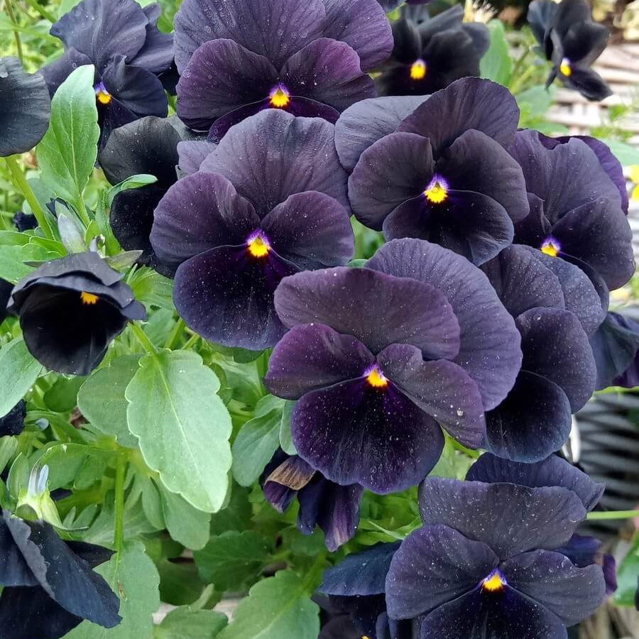 Viola Tricolor Seeds – Black Pansy