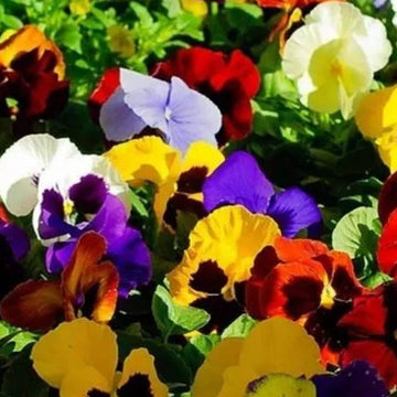 Viola Tricolor Seeds – Mixed Colors