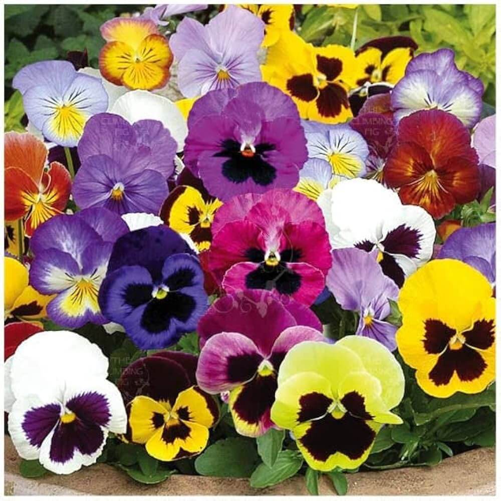 Viola Tricolor Seeds – Mixed Colors