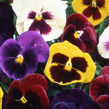 Viola Tricolor Seeds – Perennial Pansy for Beds & Urban
