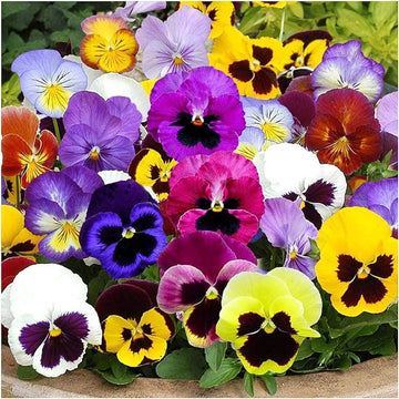 Viola Tricolor Seeds – Perennial Pansy for Beds & Urban
