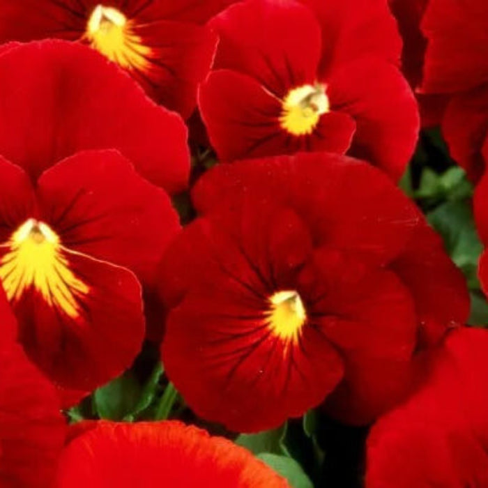 Viola Tricolor Seeds – Red Pansy for Window Boxes and Beds