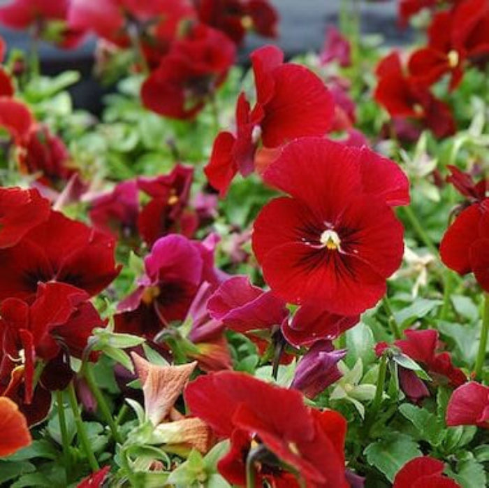 Viola Tricolor Seeds – Red Pansy for Window Boxes and Beds