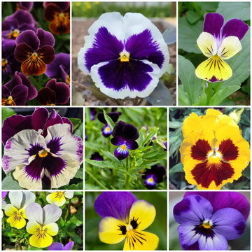 Viola Tricolor Seeds - All In One For Home Gardens