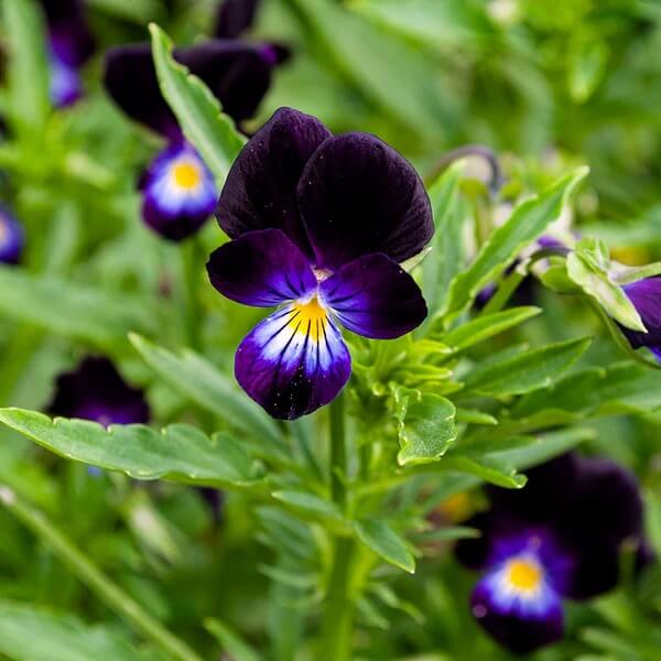 Viola Tricolor Seeds - All In One For Home Gardens