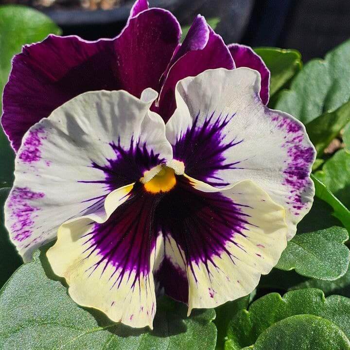 Viola Tricolor Seeds - All In One For Home Gardens