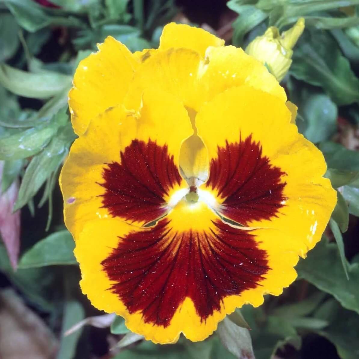 Viola Tricolor Seeds - All In One For Home Gardens