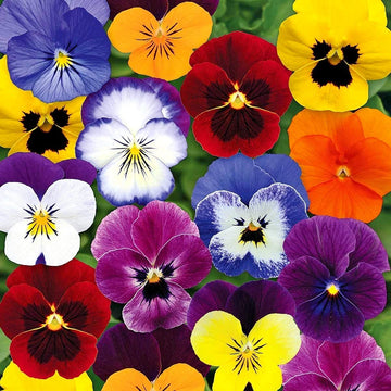 Viola Tricolor Seeds - Wild Pansy Mix