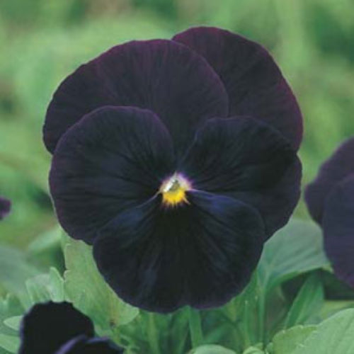 Viola Tricolor Seeds – Black Pansy