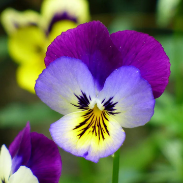 Viola Tricolor Seeds – Johnny Jump Up