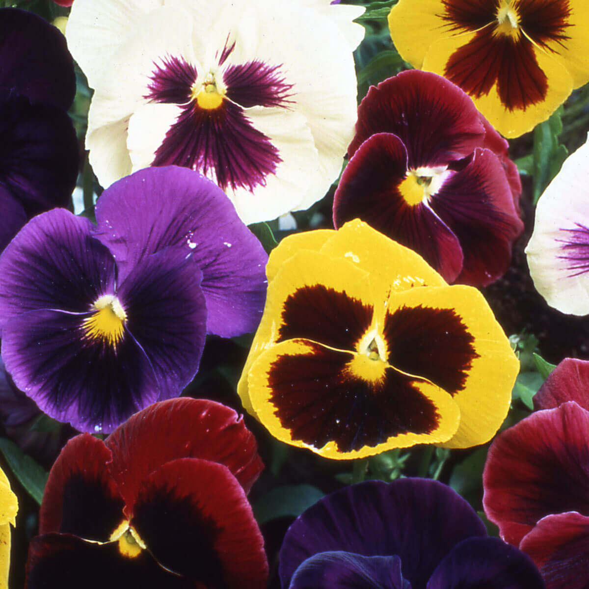 Viola Tricolor Seeds – Mixed Colors