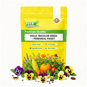 Viola Tricolor Seeds – Perennial Pansy