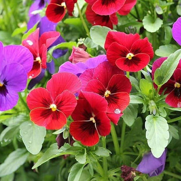 Viola Tricolor Seeds – Perennial Pansy for Beds & Urban
