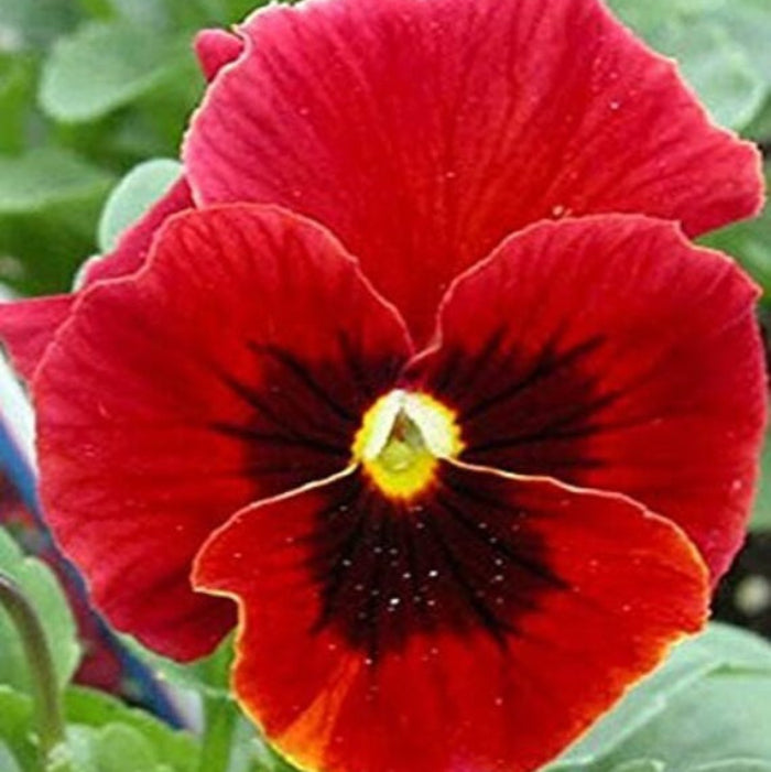 Viola Tricolor Seeds – Red Pansy for Window Boxes and Beds