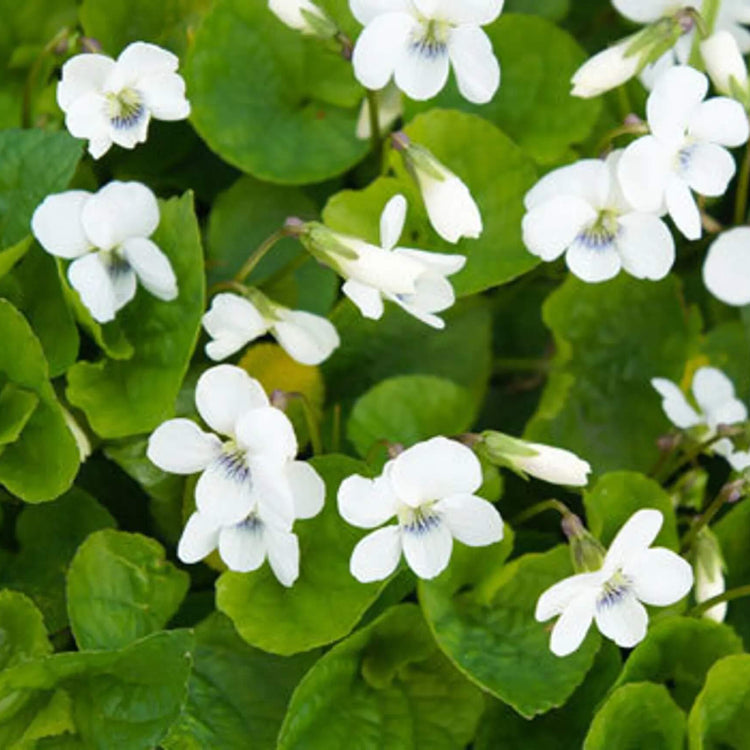 Viola odorata