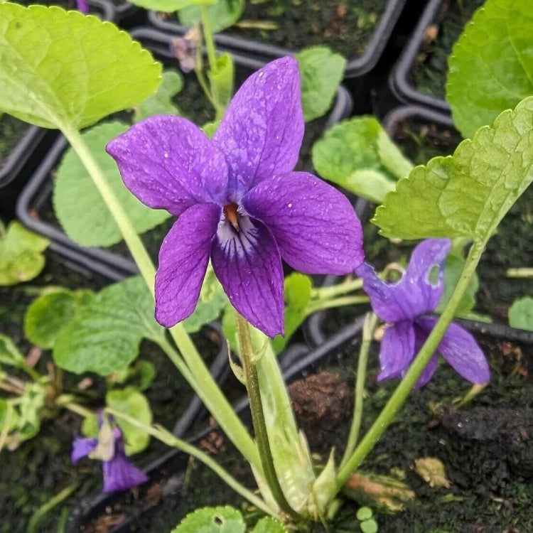 Viola odorata seeds