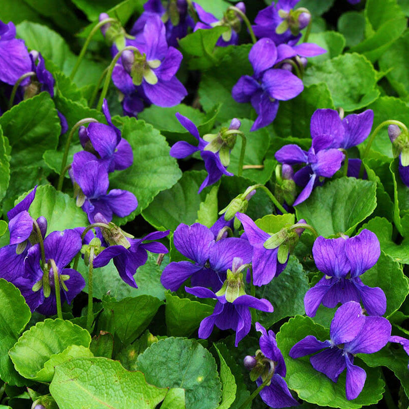 Viola odorata seeds
