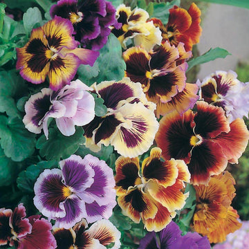 Viola tricolor Seeds – Double Pansy Rococo Mix
