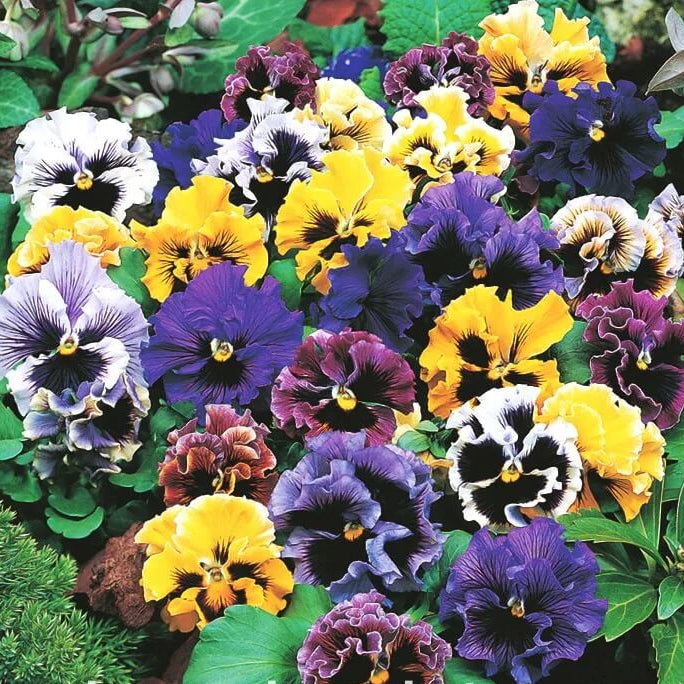 Viola tricolor Seeds – Double Pansy Rococo Mix
