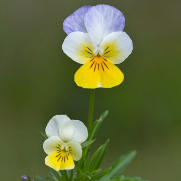 Viola tricolor Seeds – Pansy