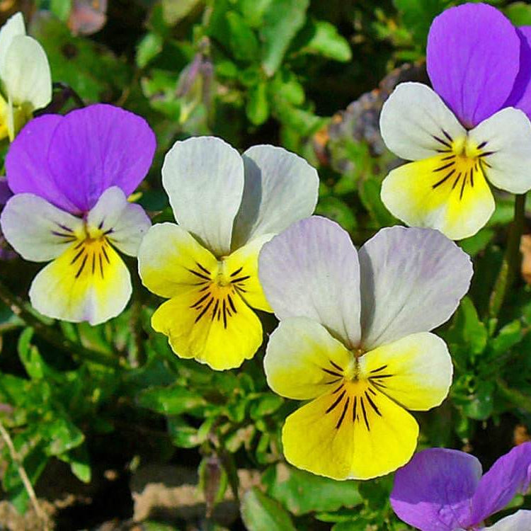 Viola tricolor Seeds – Pansy