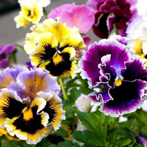 Viola tricolor Seeds – Double Pansy Rococo Mix
