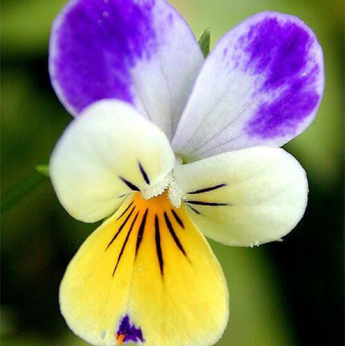Viola tricolor Seeds – Pansy