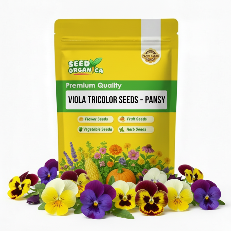 Viola tricolor Seeds – Pansy