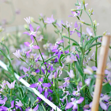 Violet Seeds - Russian Night