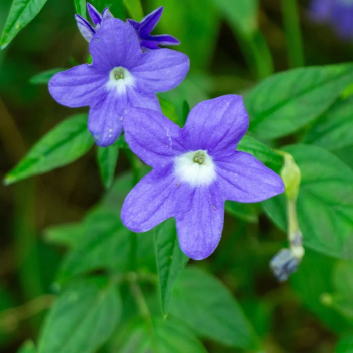 Violet Seeds - Russian Night