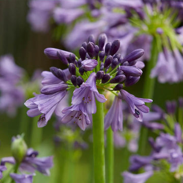 Violet Agapanthus Seeds 