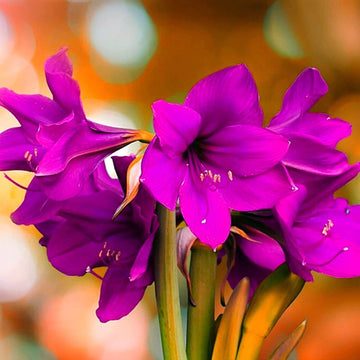Violet Amaryllis Seeds 