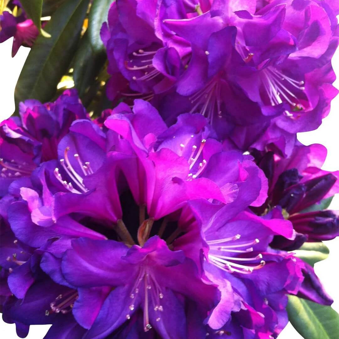 Violet Azalea Seeds