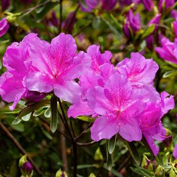 Violet Azalea Seeds